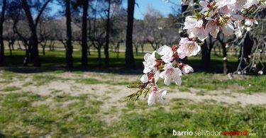 almendros en flor quinta de los molinos