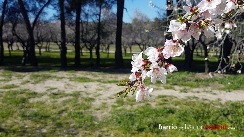 almendros en flor quinta de los molinos