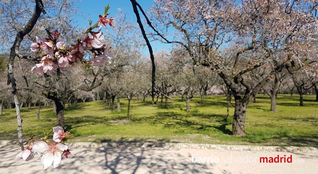 almendros en flor quinta de los molinos