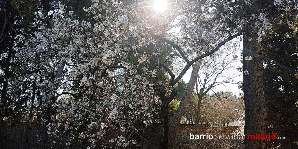 almendros en flor quinta de los molinos