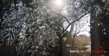 almendros en flor quinta de los molinos