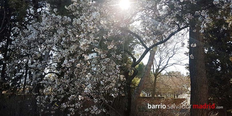 almendros en flor quinta de los molinos