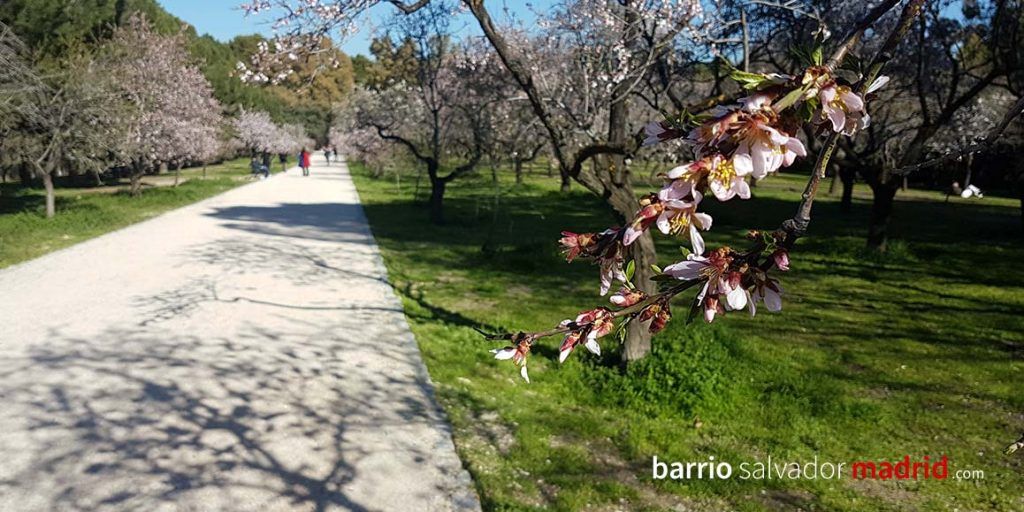 almendros en flor quinta de los molinos