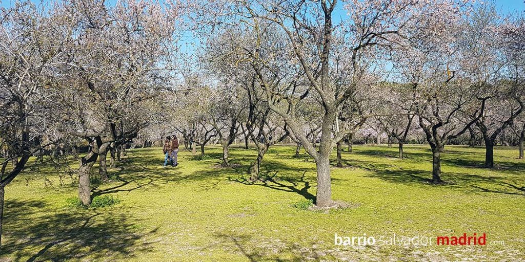 almendros en flor quinta de los molinos