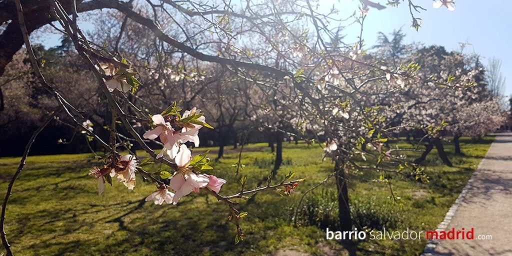 almendros en flor quinta de los molinos