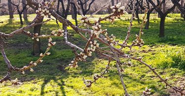 cuándo florecen los almendros