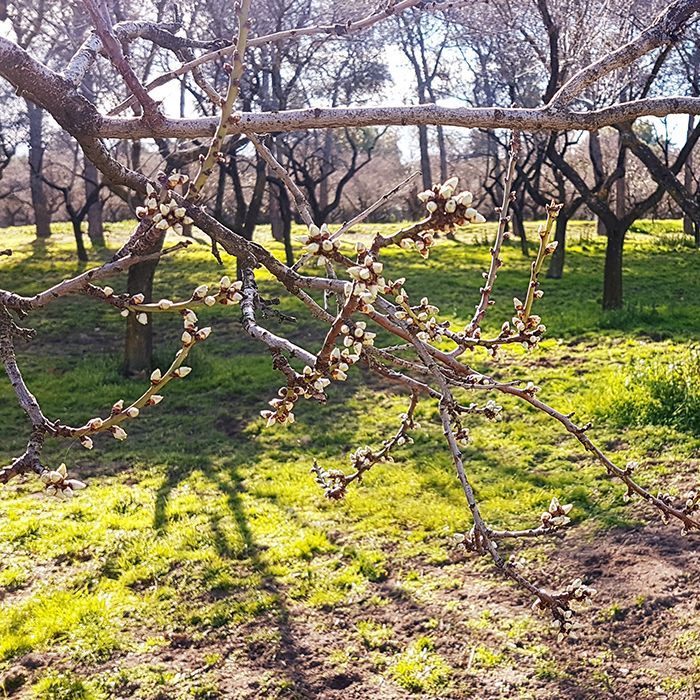cuándo florecen los almendros