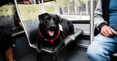 perros en los autobuses