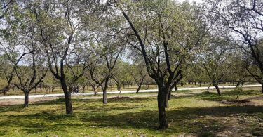 almendros quinta de los molinos