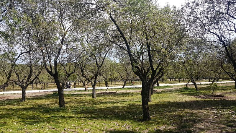 almendros quinta de los molinos
