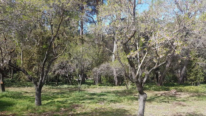 almendros verdes