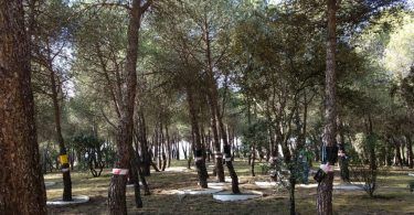 procesionaria