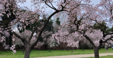 quinta de los molinos madrid