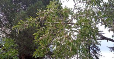 almendras en los almendros