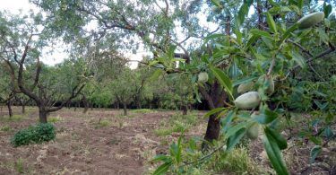 almendras quinta de los molinos