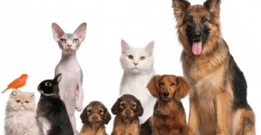 enterramiento animales de compañía