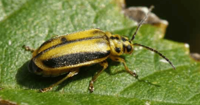 plaga de los olmos madrid