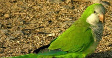 cotorras argentinas