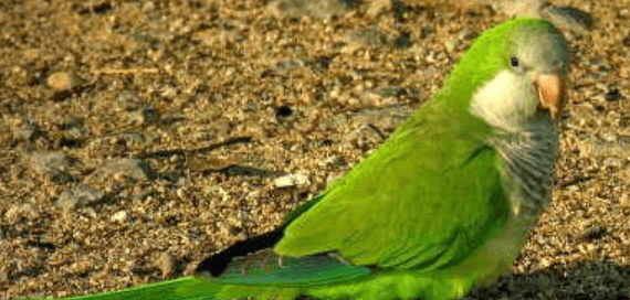 cotorras argentinas