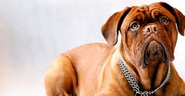 educación canina