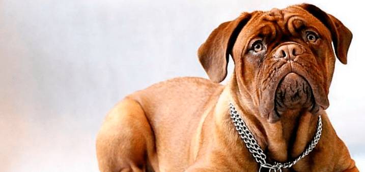 educación canina
