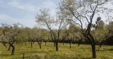 ya no hay flores en la quinta de los molinos