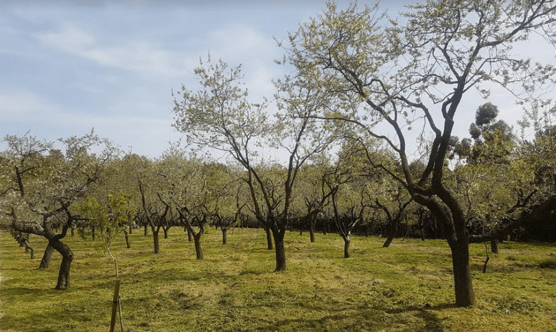 ya no hay flores en la quinta de los molinos