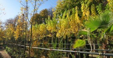 plantación madrid