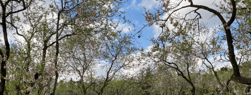 almendros ya sin flor