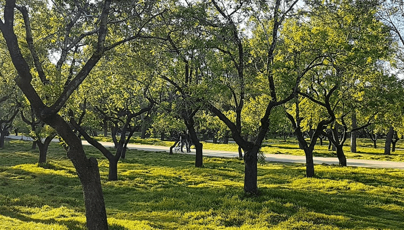 quinta de los molinos