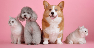 DNI de animales