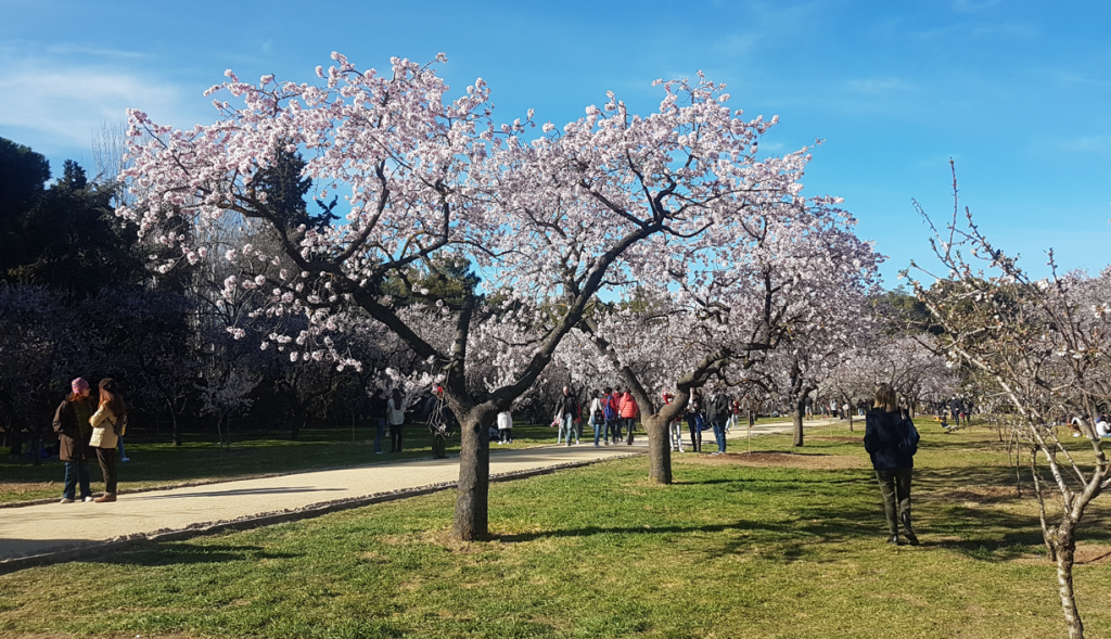 almendros en flor en la Quinta de los Molinos