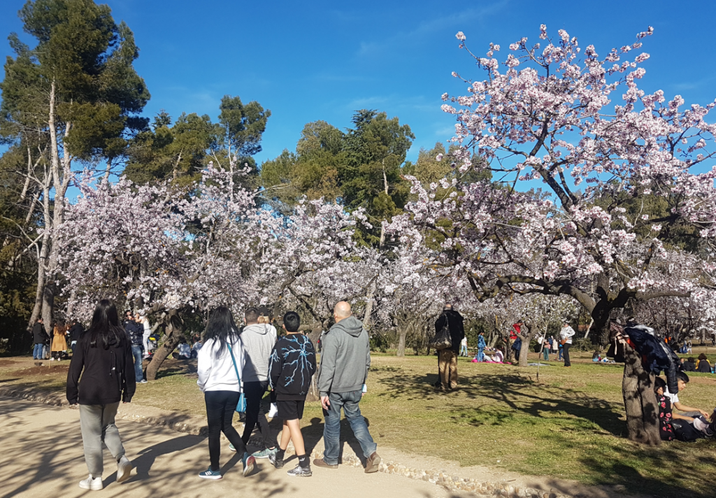 almendros en flor en la Quinta de los Molinos