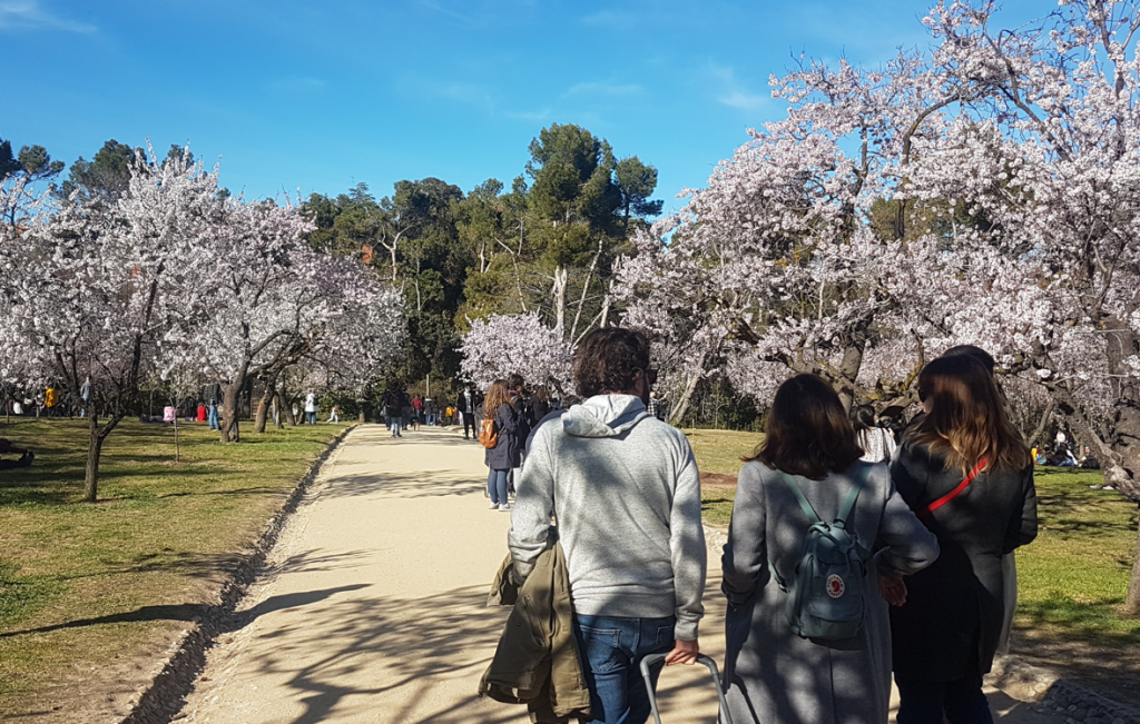almendros en flor en la Quinta de los Molinos