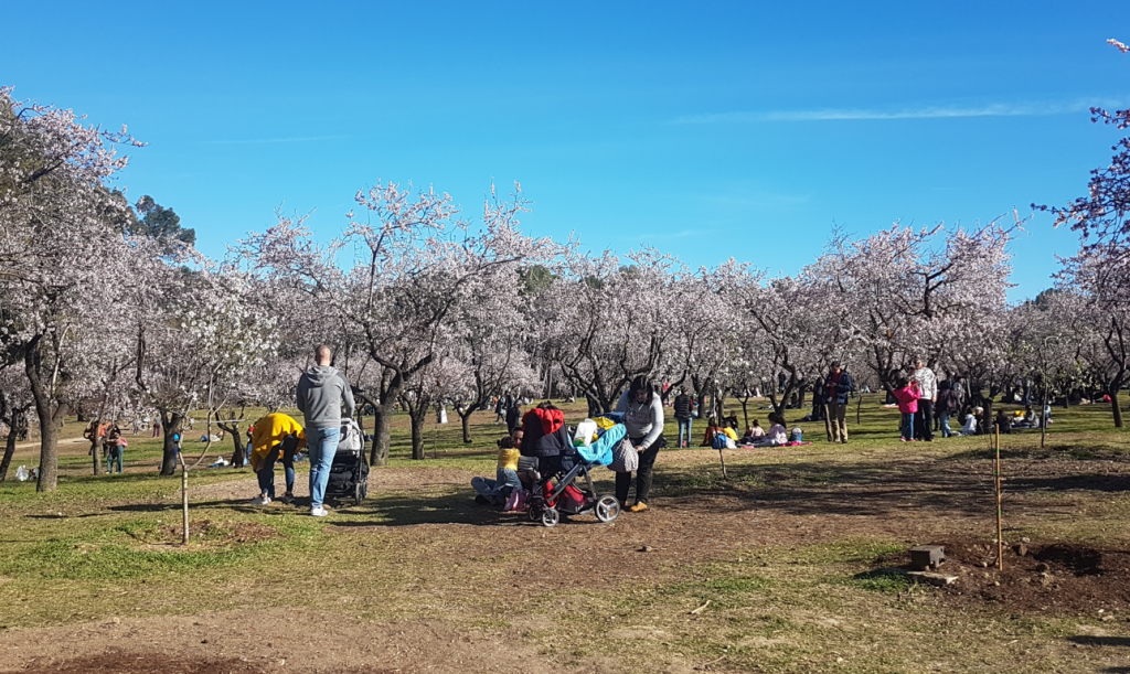 almendros en flor en la Quinta de los Molinos