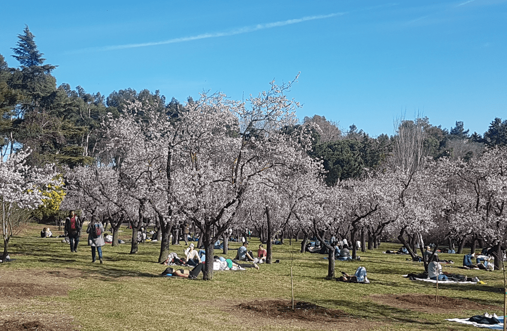 almendros en flor en la Quinta de los Molinos