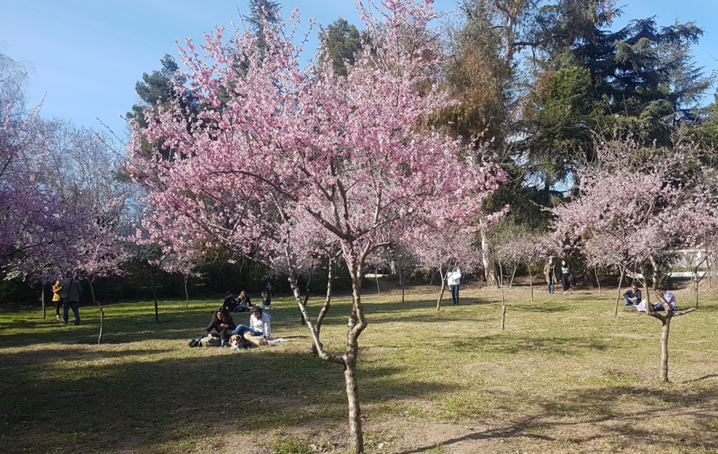almendros en flor en la Quinta de los Molinos