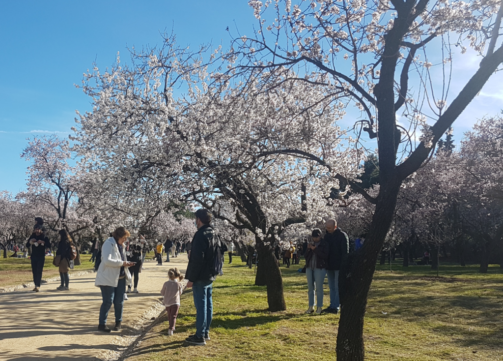 almendros en flor en la Quinta de los Molinos