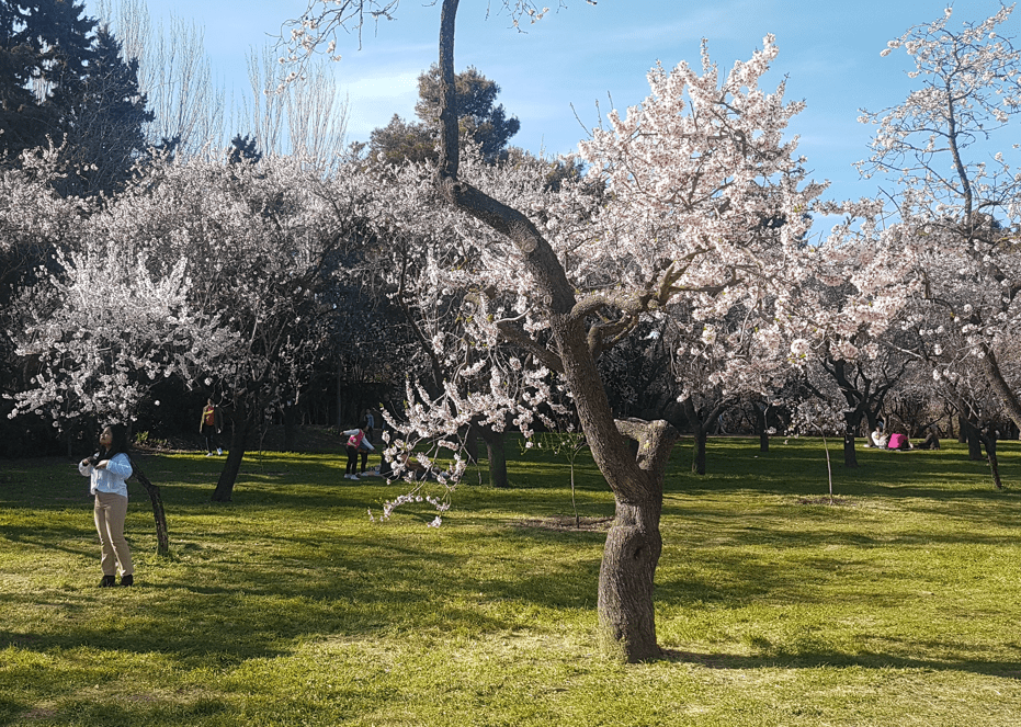 almendros en flor en la Quinta de los Molinos