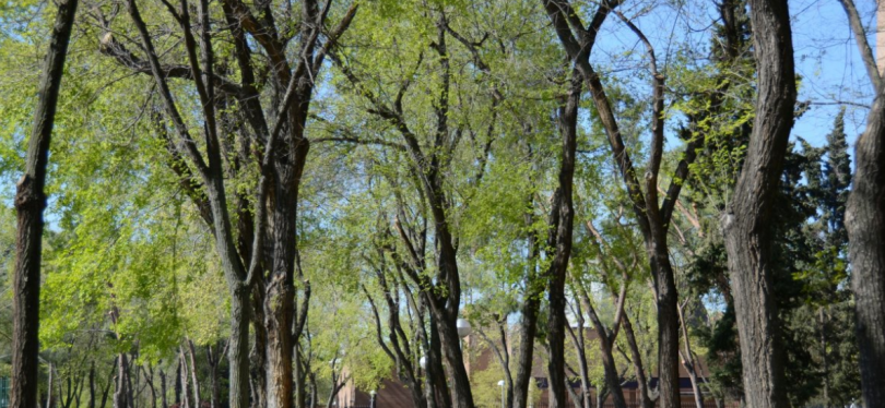 ciudad arbórea