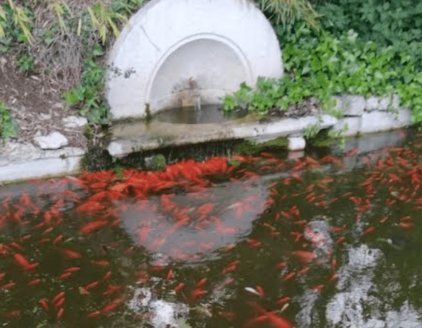 peces muertos quinta de los molinos