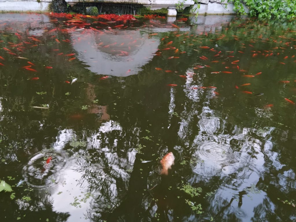 peces muertos en la quinta de los molinos