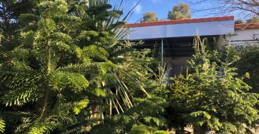 abetos naturales navidad