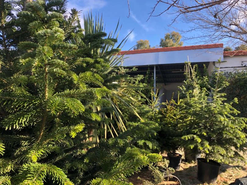 abetos naturales navidad