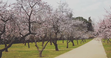 almendros quinta de los molinos