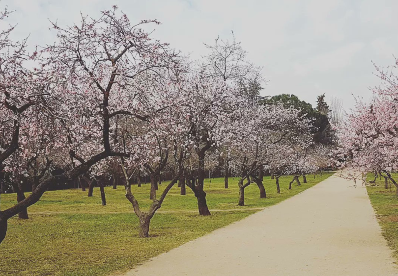 almendros quinta de los molinos