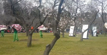 espectáculo baile almendros en flor