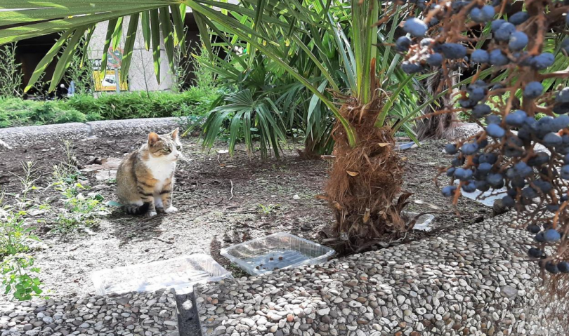 gato callejero Madrid