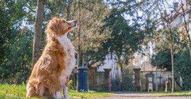 perro en cementerio de Madrid