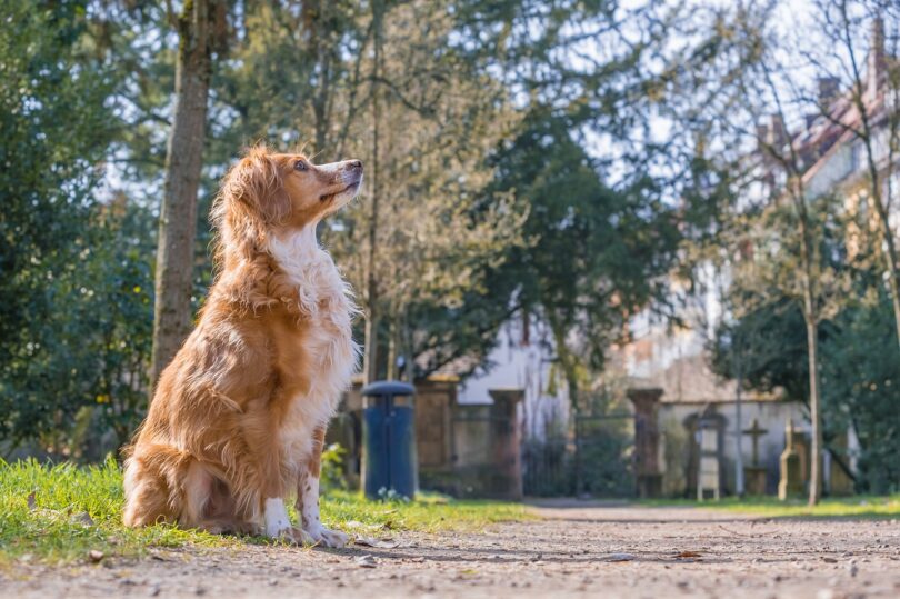 perro en cementerio de Madrid